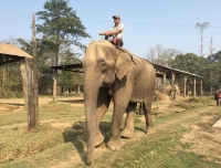 Elephant Ride safari