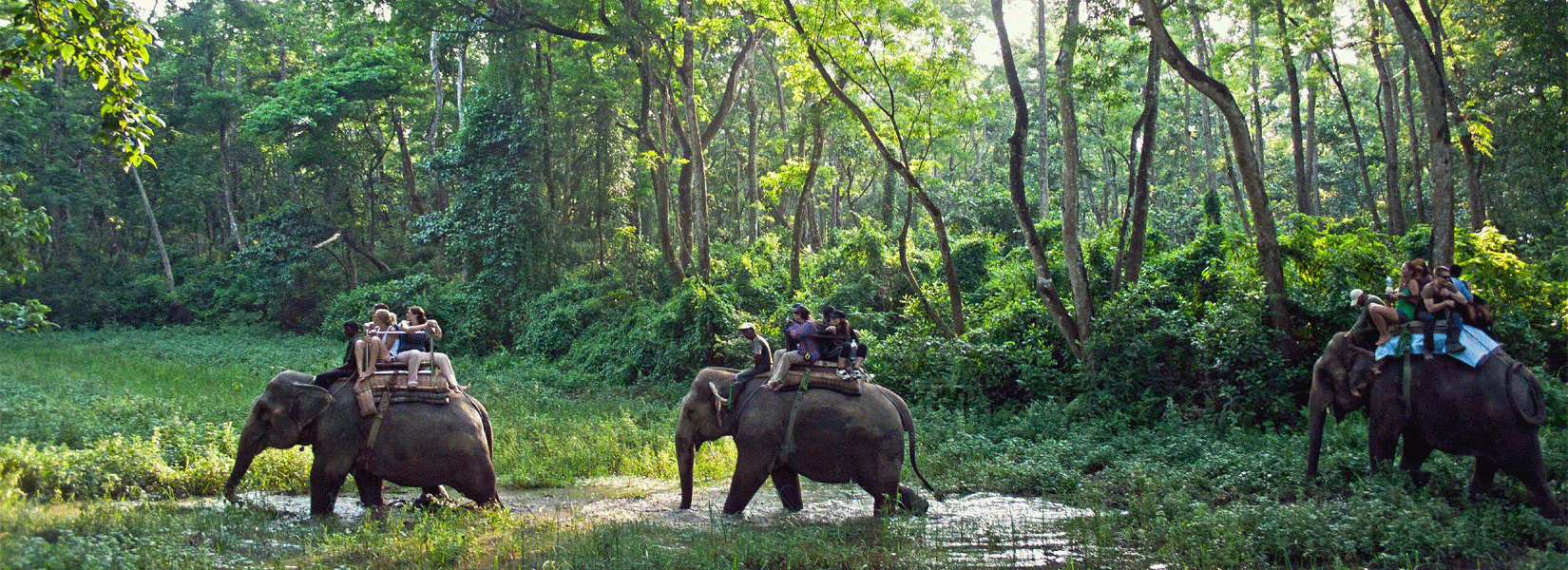 Jungle safari in Nepal